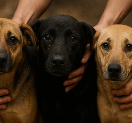 stray dogs delhi